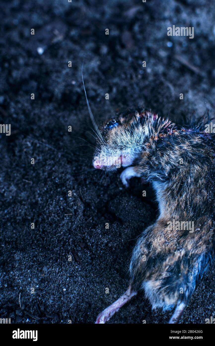 Dead mouse in dirt. Top view Stock Photo Alamy