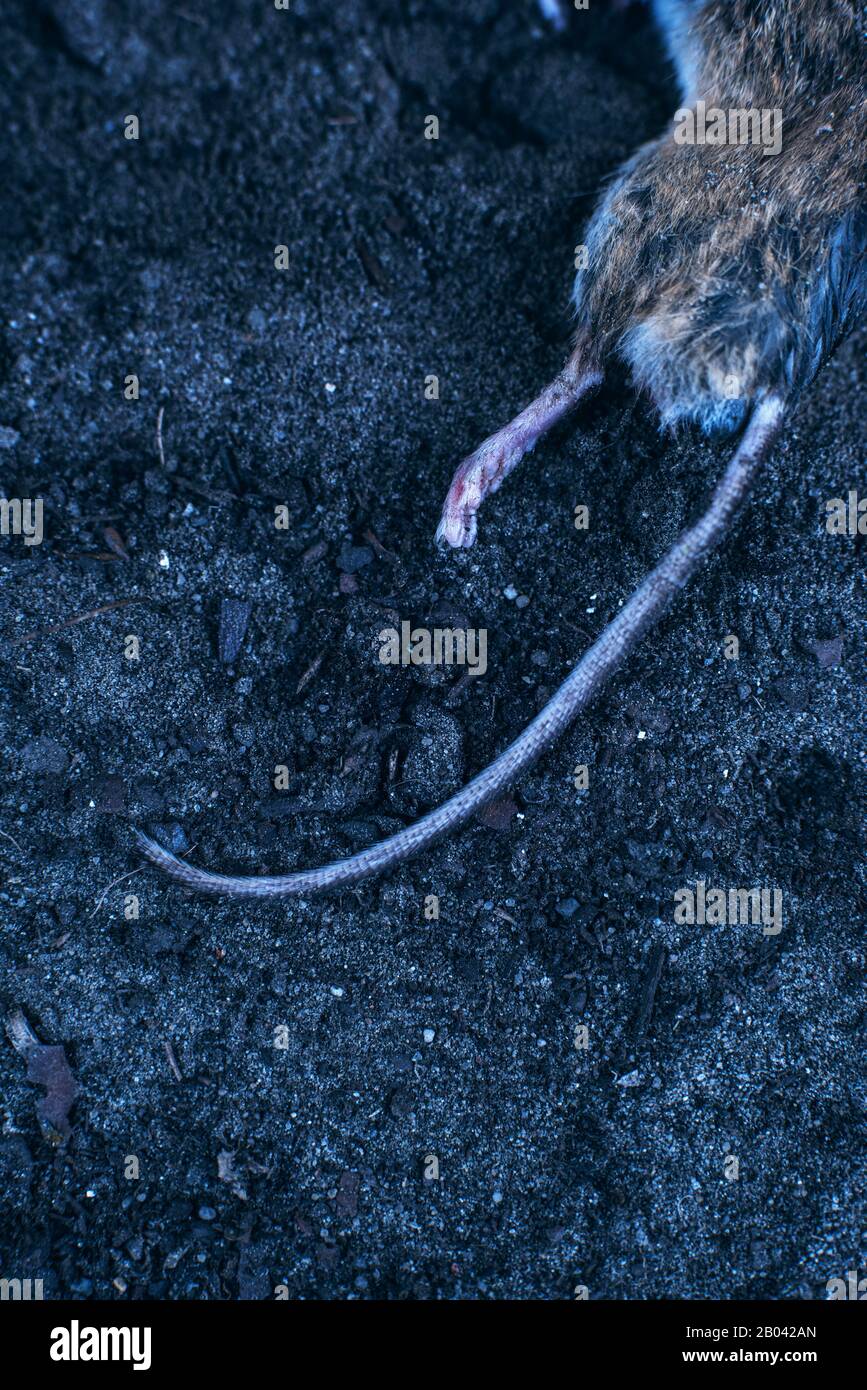 Tail of dead mouse in dirt. Top view Stock Photo Alamy