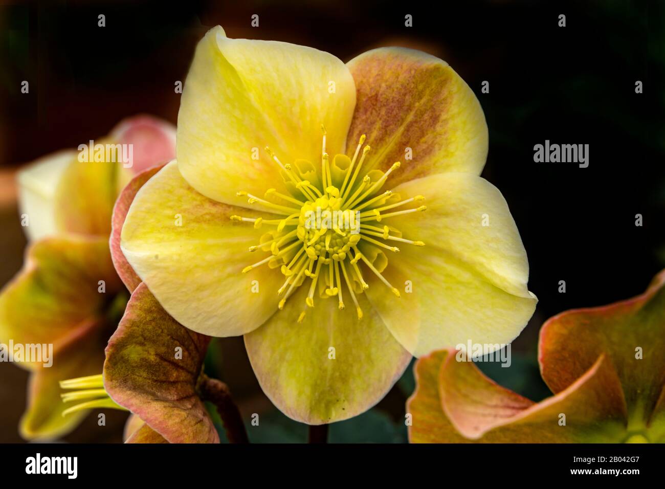 Yellow Pink Ivory Queen Hellebore Christmas Rose Blooming Macro. Native to mountains in Europe in Balkans, Greece and Turkey Stock Photo