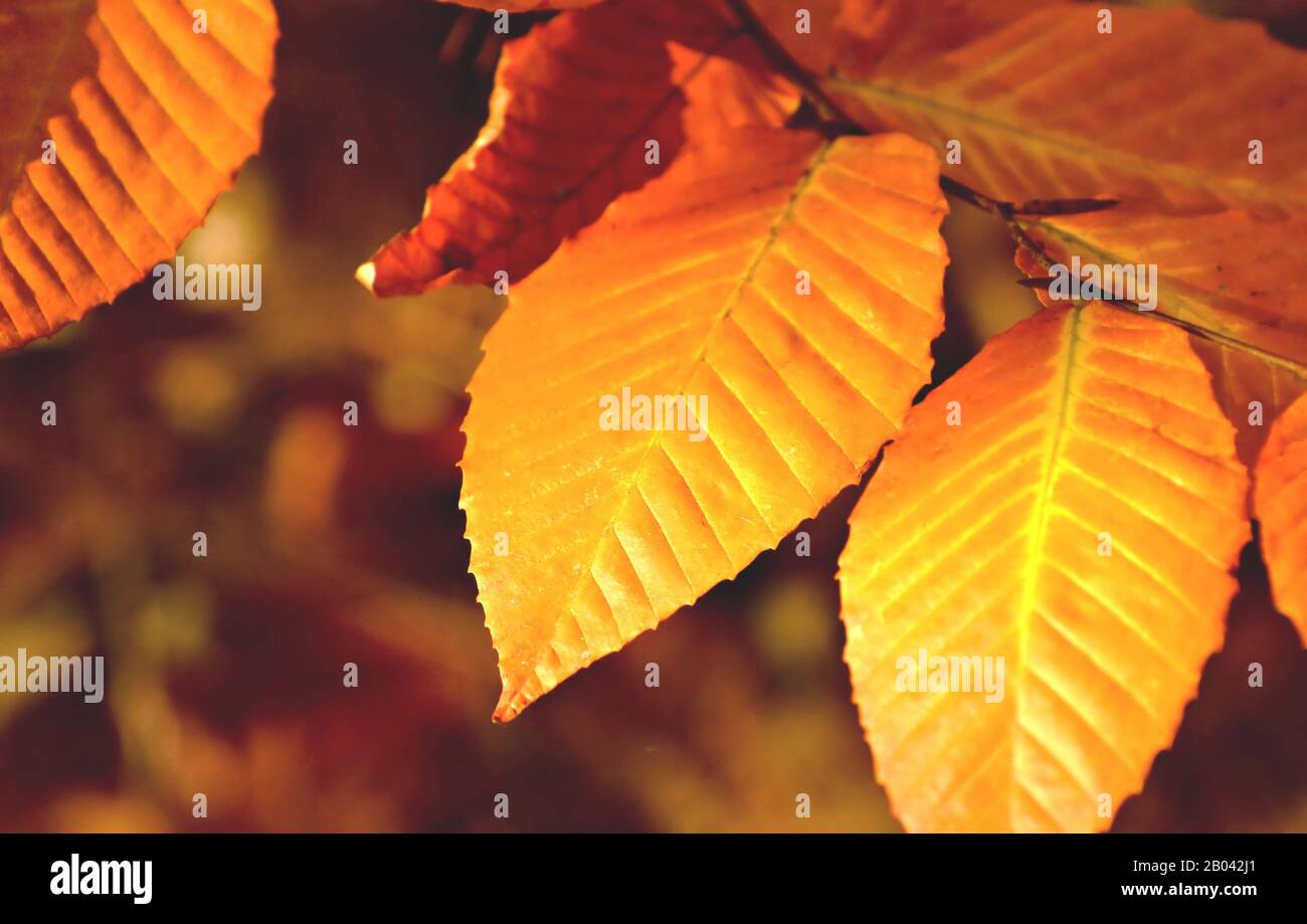 Gold leaves texture hi-res stock photography and images - Alamy