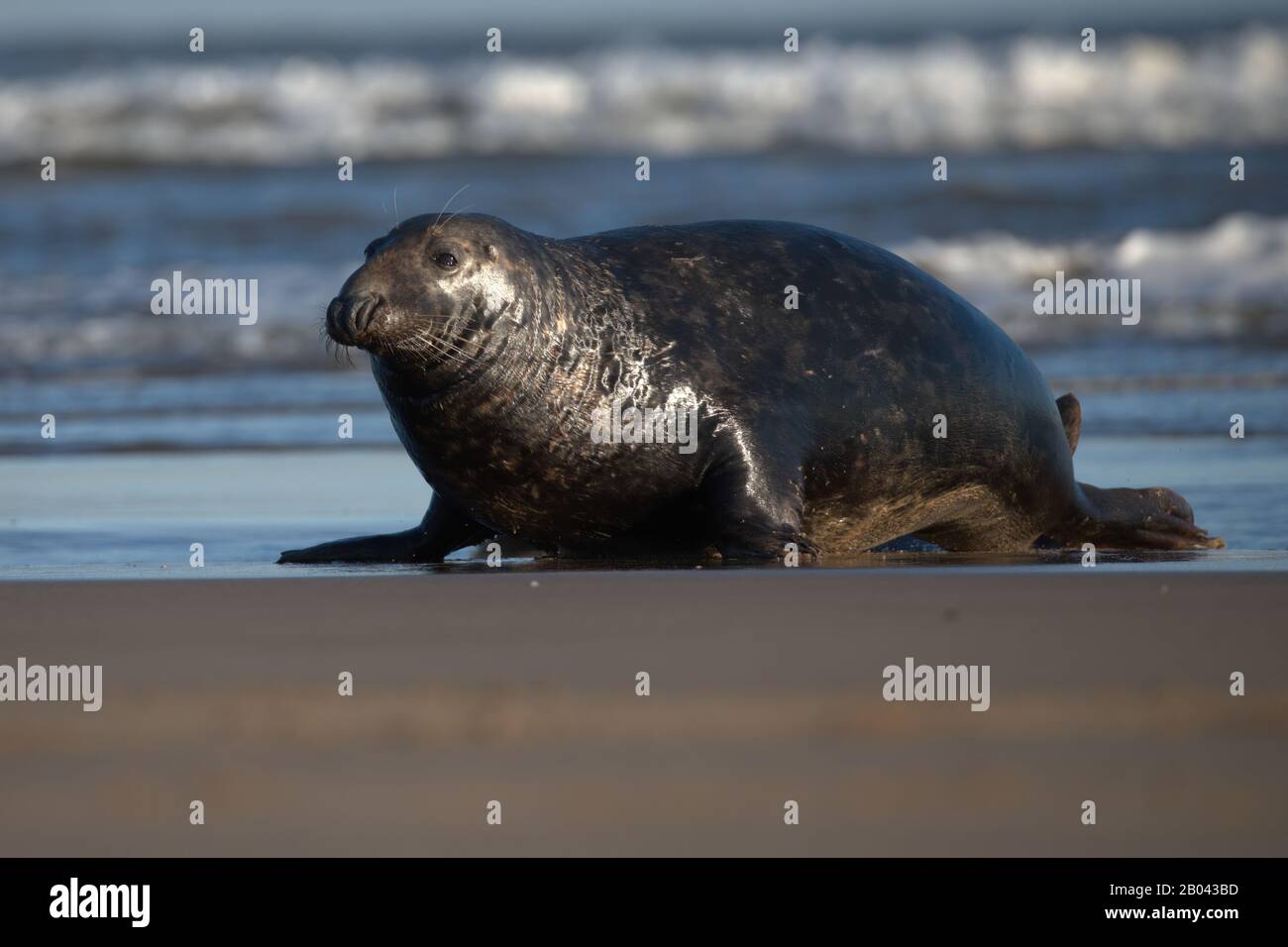 Gery Seal bull on a beach in Lincolnshire. Stock Photo