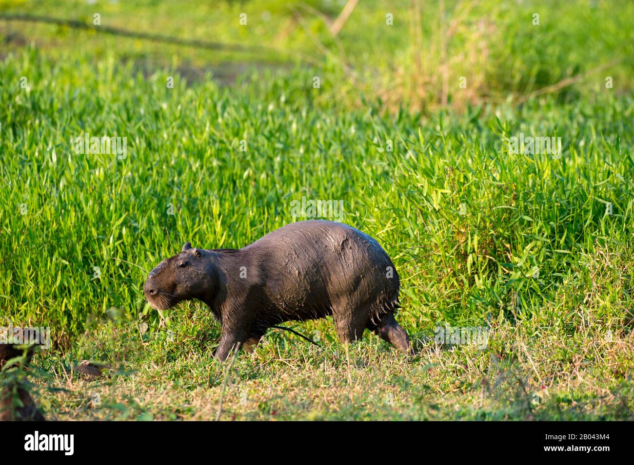 Pantana Stock Photos Pantana Stock Images Alamy Images, Photos, Reviews