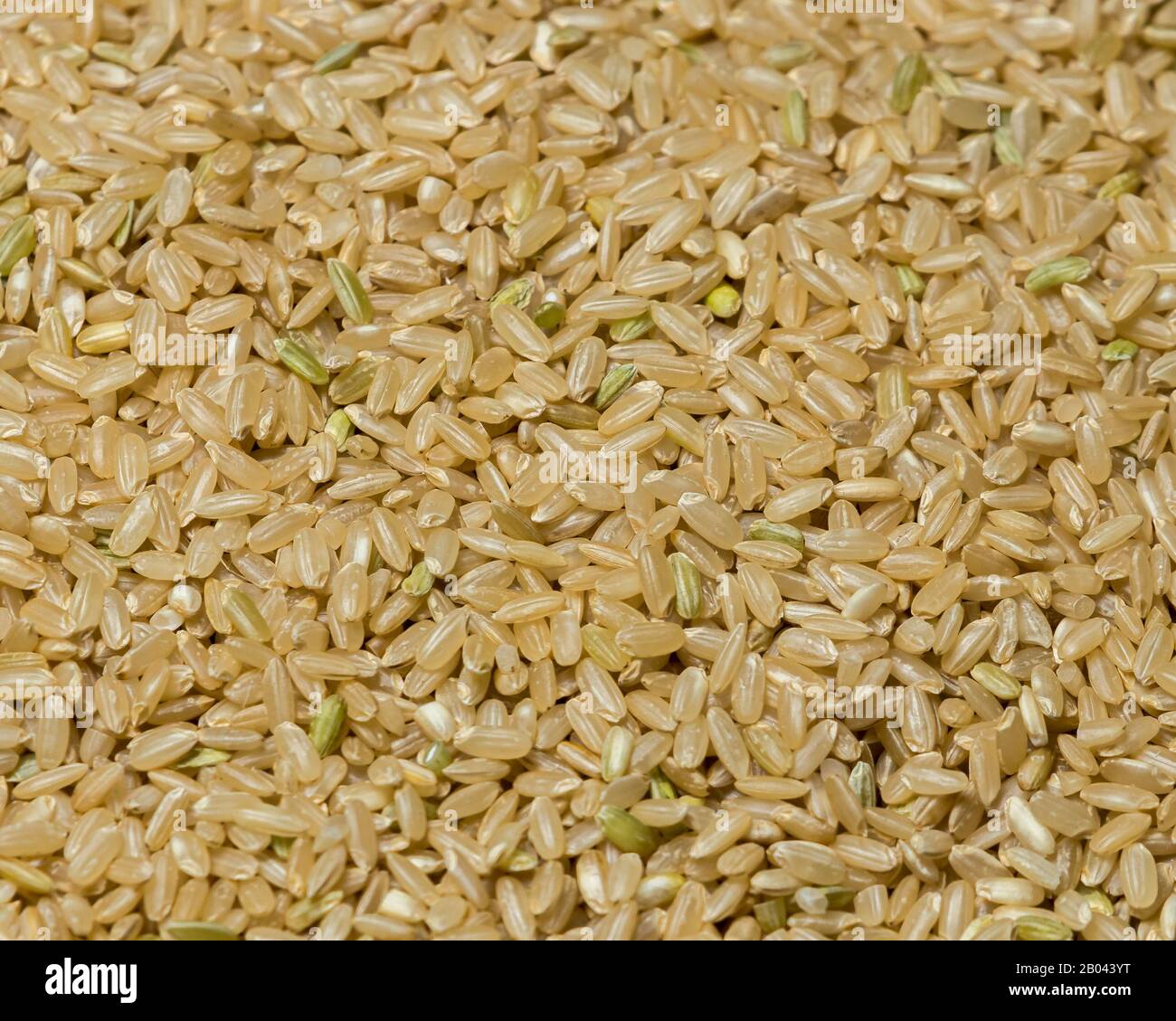 Closeup of brown whole grain rice seed, raw, uncooked Stock Photo