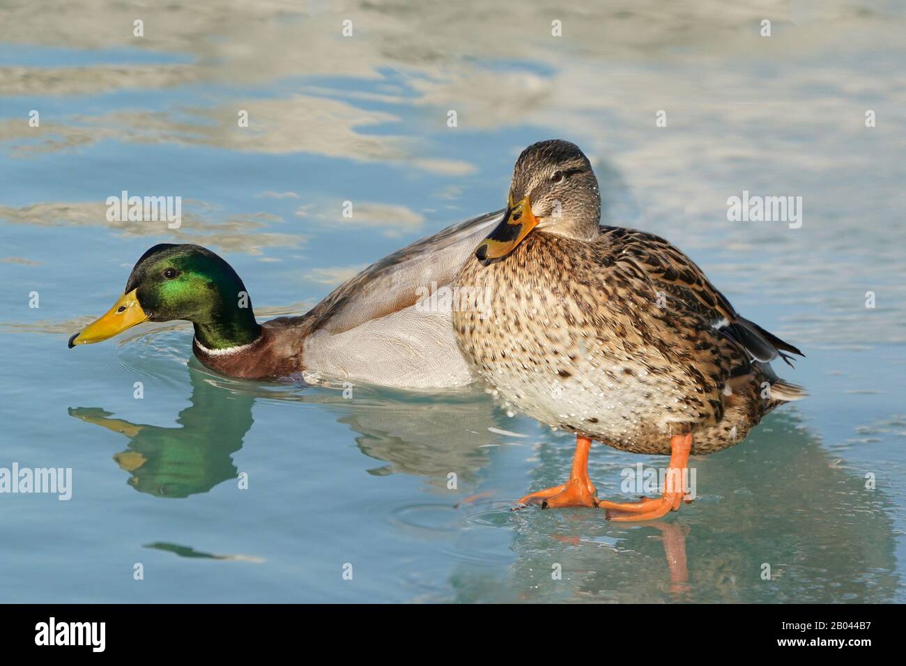 Mallards at Lake in Winter Stock Photo