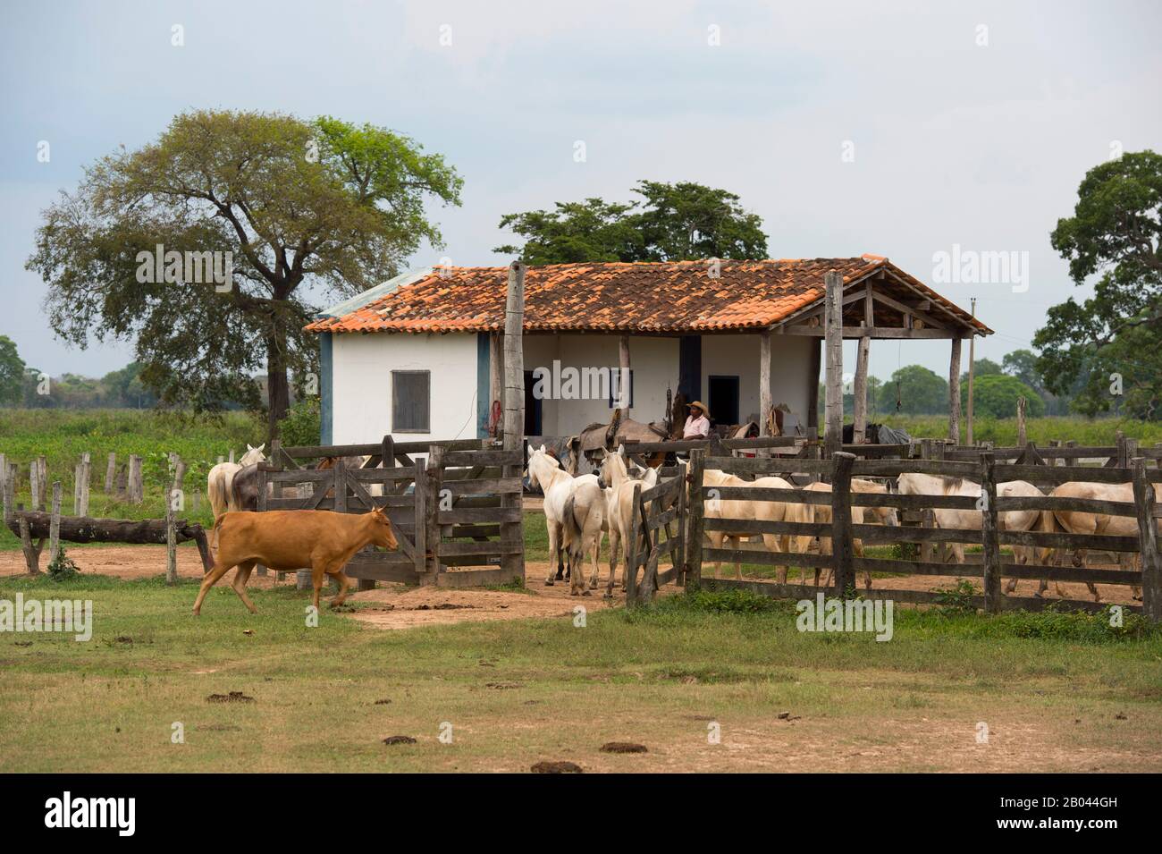 House of the workers at the Campo Grande facienda (ranch)  near the Pixaim River in the northern Pantanal, Mato Grosso province of Brazil. Stock Photo