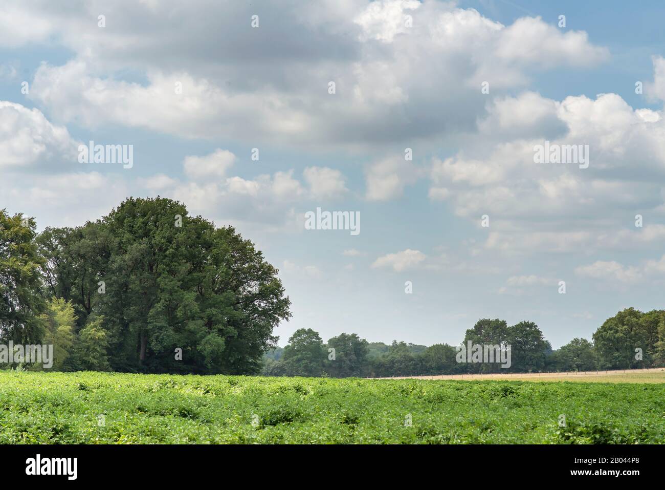 Farmland with forest and blue cloudy sky during summer Stock Photo - Alamy