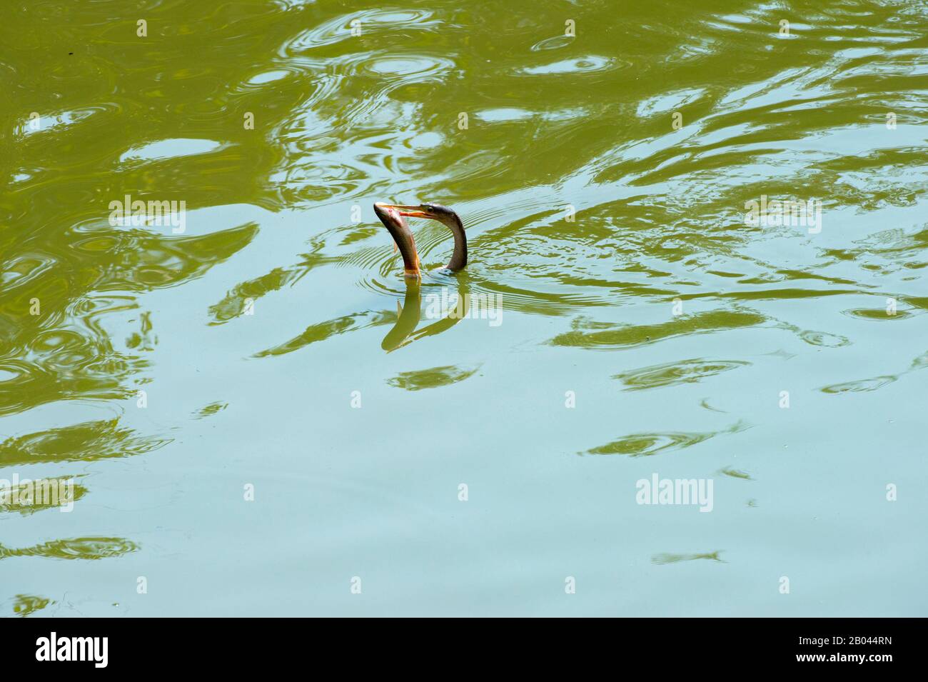 Anhinga (Anhinga anhinga) swimming with a speared fish at the Pixaim River in the northern Pantanal, Mato Grosso province of Brazil. Stock Photo