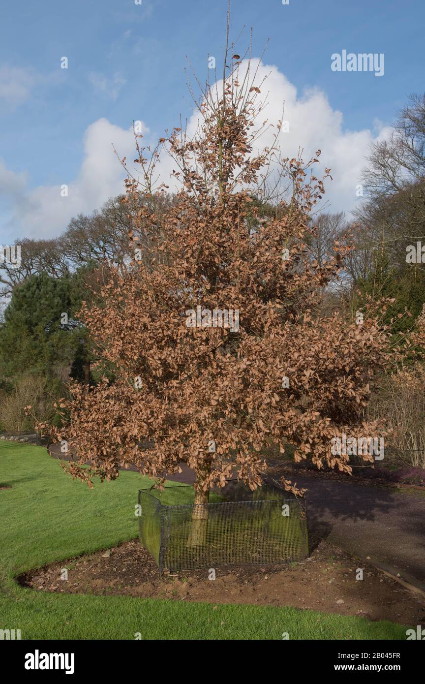 Winter Brown Leaves of a Deciduous Mirbeck's or Algerian Oak Tree (Quercus canariensis) In a Garden at Rosemoor in Rural Devon, England, UK Stock Photo