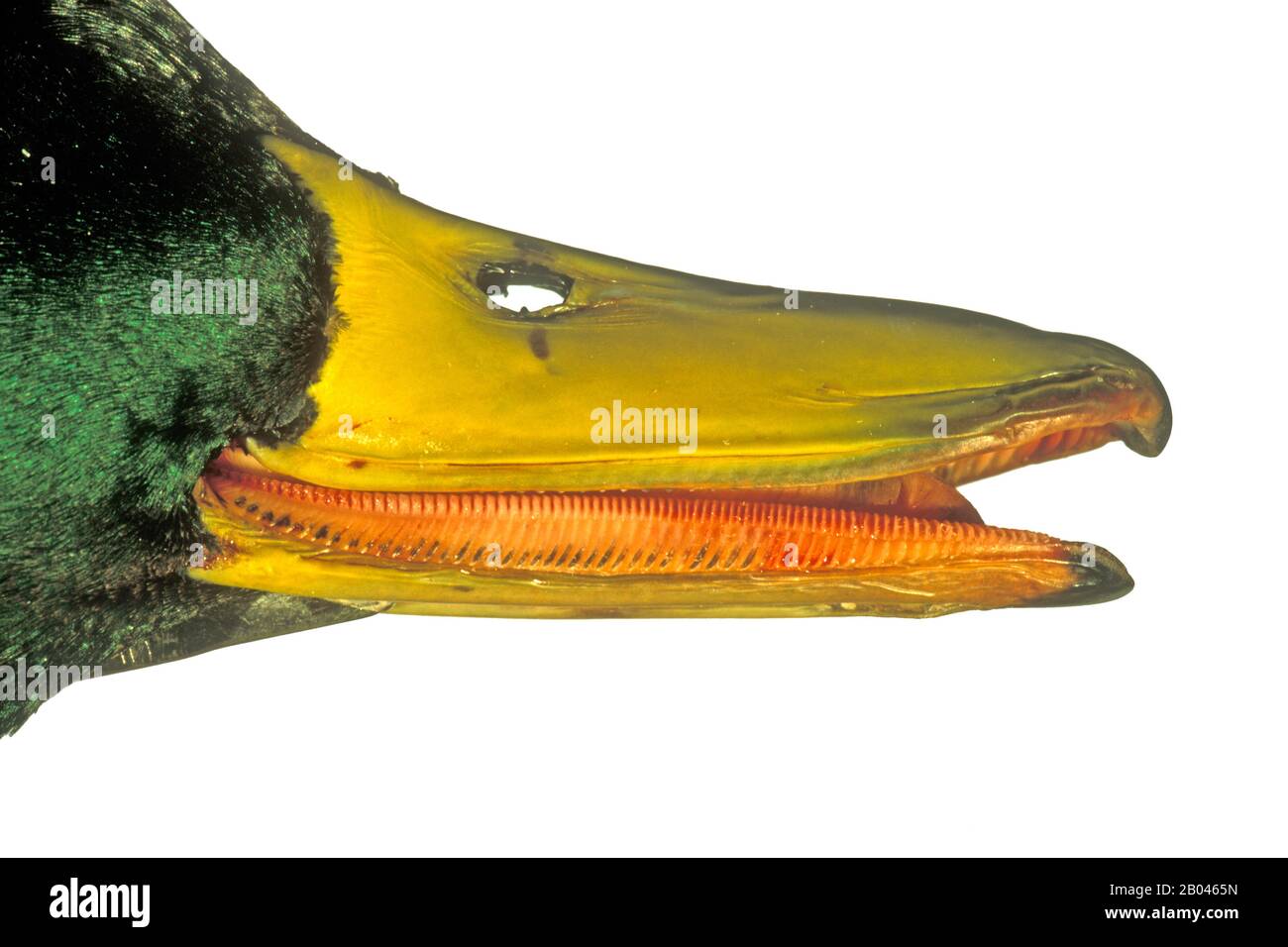 The duck bill hi-res stock photography and images - Alamy