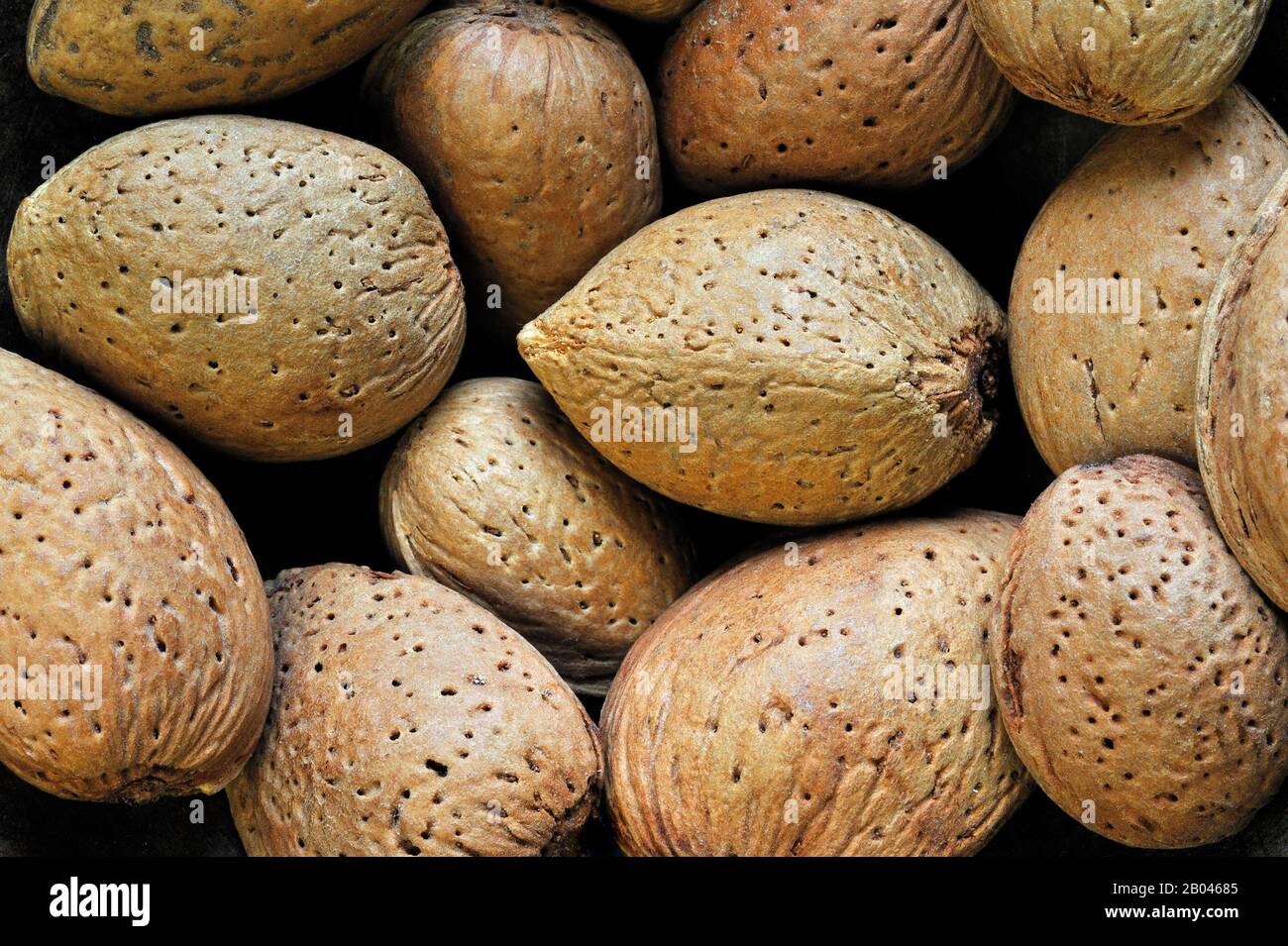 Harvested unshelled almond nuts (Prunus dulcis / Prunus amygdalus) in shell / seedcoat Stock Photo