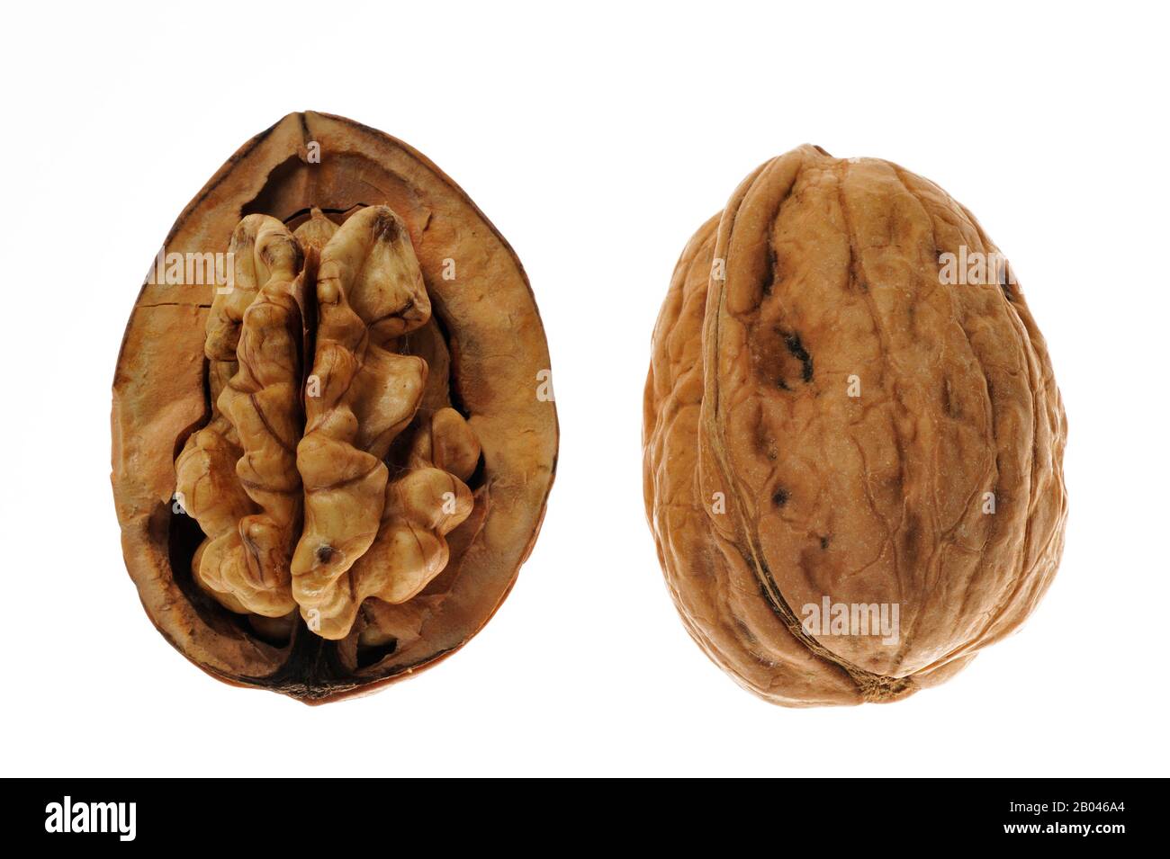 Common walnut / Persian walnut / English walnuts (Juglans regia) native to Southern Europe and Asia on white background Stock Photo