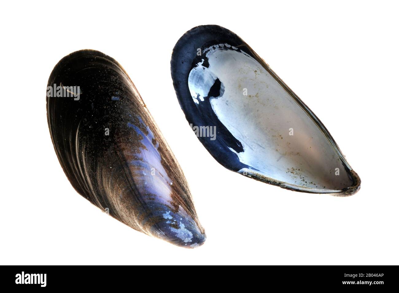 Two common mussel shells / blue mussels (Mytilus edulis) on white background Stock Photo