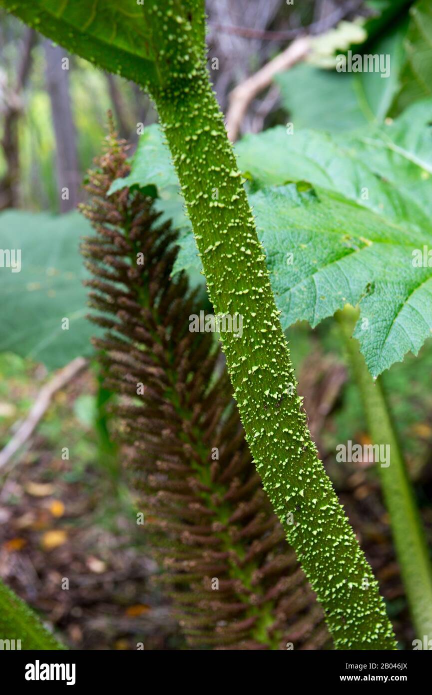 Close-up of the stem of a Nalca plant (Gunnera tinctoria), the Chilean rhubarb, in the forest in Aiken del Sur Private Park near Puerto Chacabuco in t Stock Photo