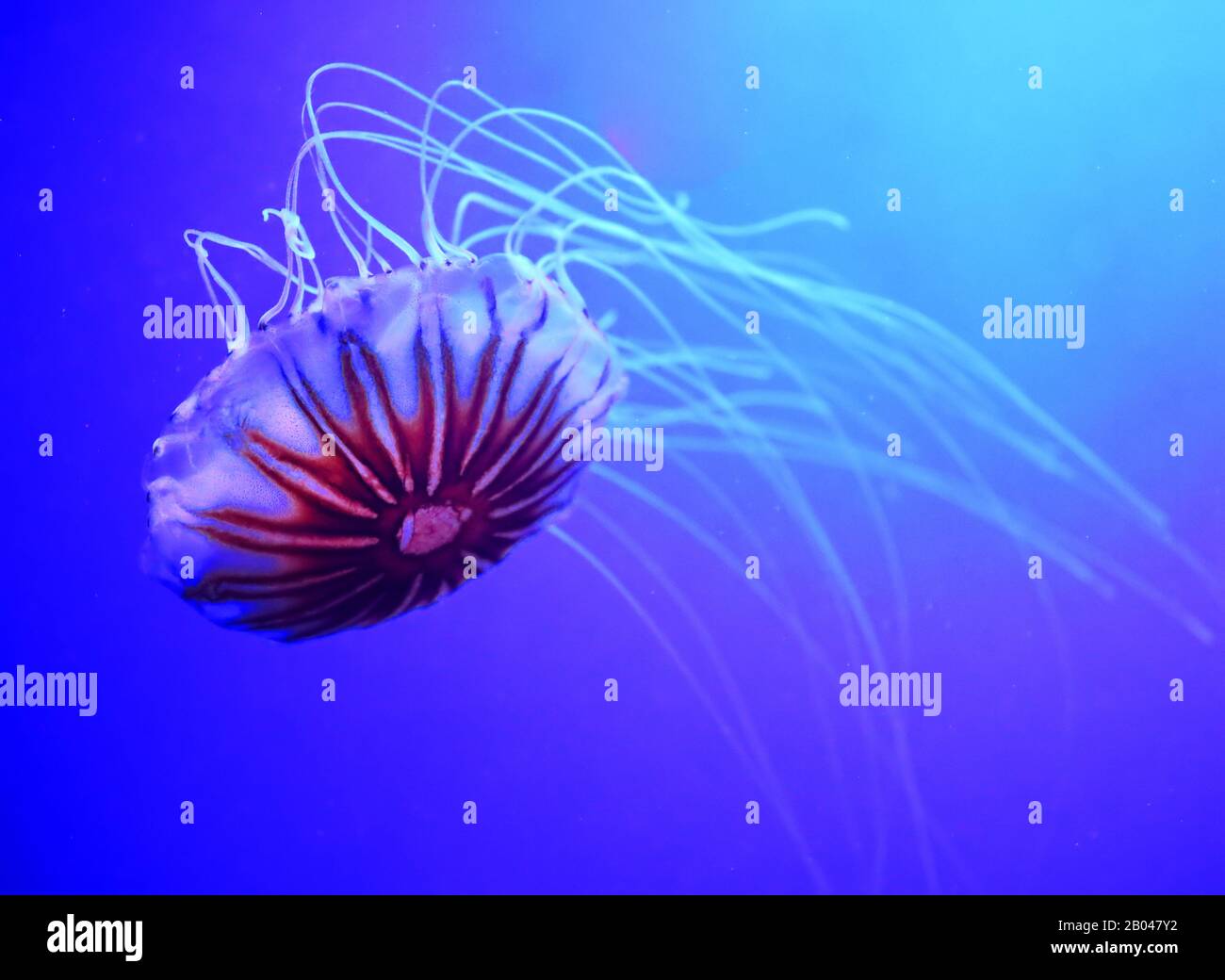 Japanese sea nettle Chrysaora pacifica is a jellyfish in the family Pelagiidae Stock Photo