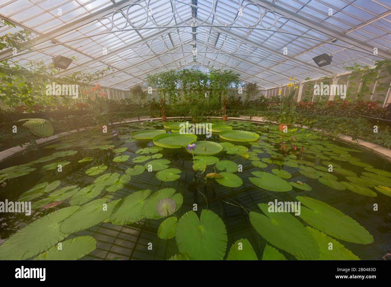 Interior view of the Princess of Wales Conservatory of the Kew Garden