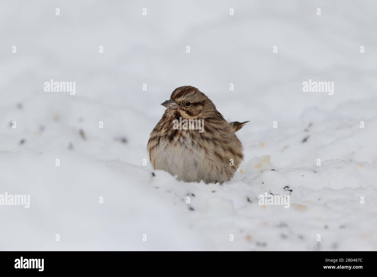Song Sparrow eating bird feeder grains in snow on the ground Stock Photo