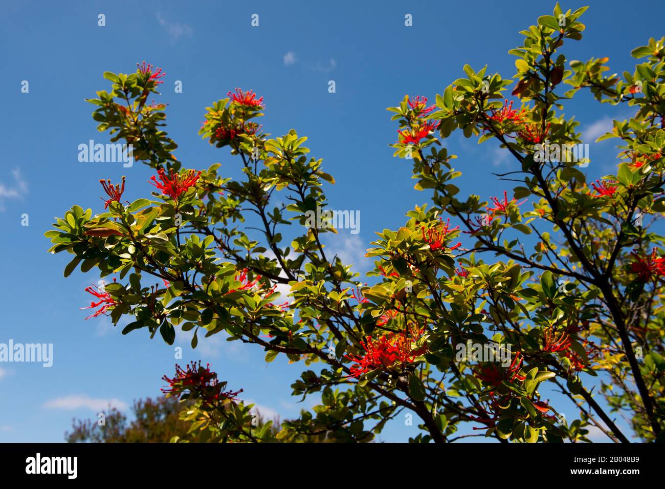 Flowering Embothrium coccineum tree in Cucao Chiloe National Park on Chiloe Island, Chile. Stock Photo