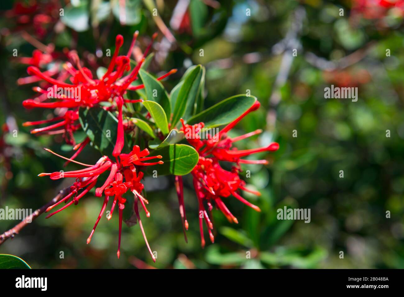 Flowering Embothrium coccineum tree in Cucao Chiloe National Park on Chiloe Island, Chile. Stock Photo