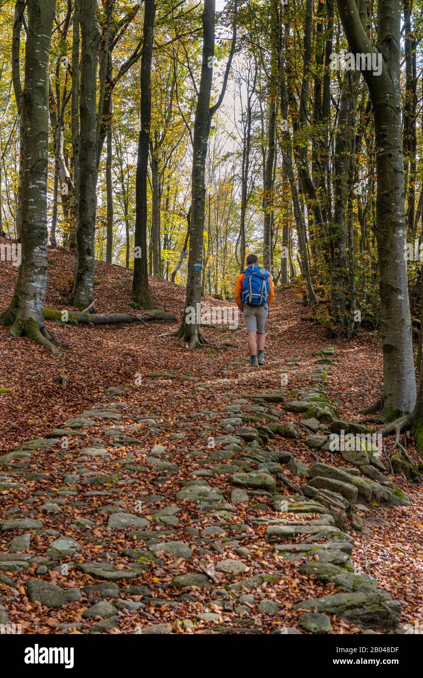 Tuscany - Another stretch of Roman paving in the woods, just before the  path reaches the Germanic Cemetery of Futa Stock Photo - Alamy