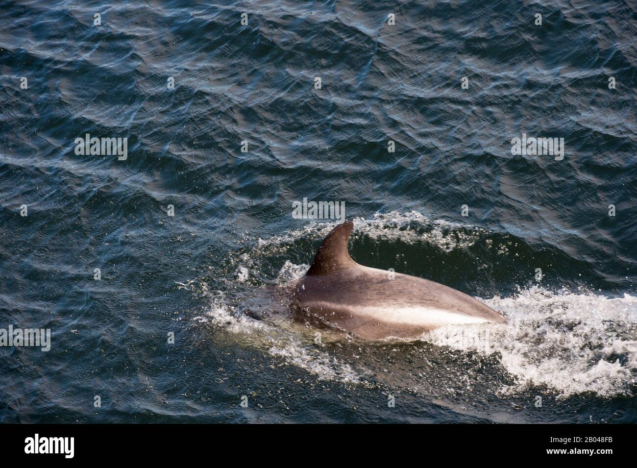 Peale's Dolphin (Lagenorhynchus australis) near Chiloe Island, southern Chile. Stock Photo