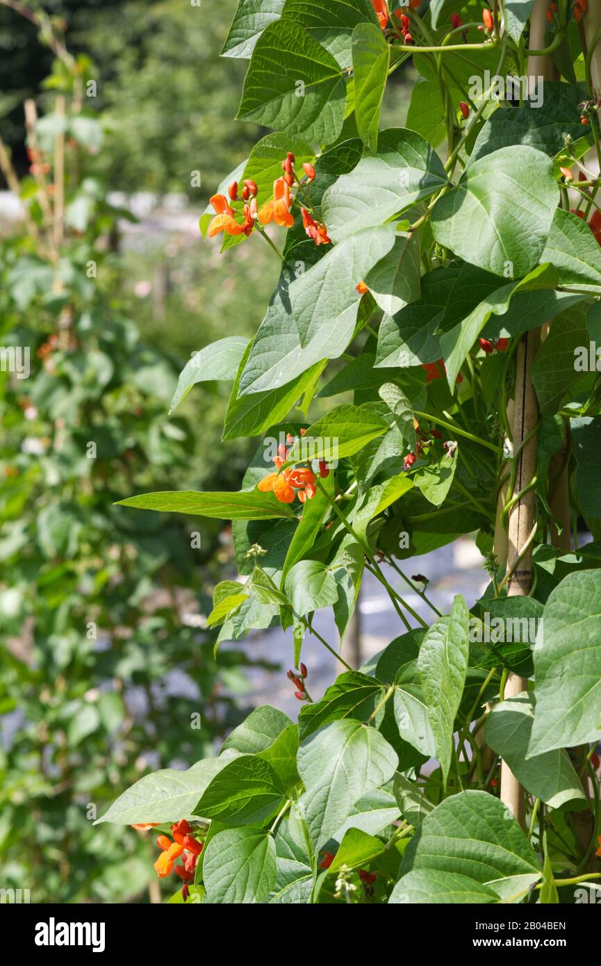 Flowers of a Scarlet Runner Bean plant Stock Photo