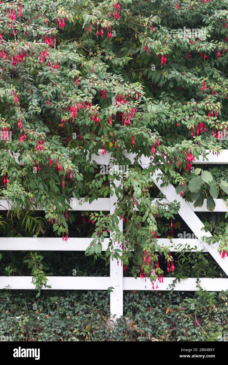fuchsia bush and a white wooden gate Stock Photo