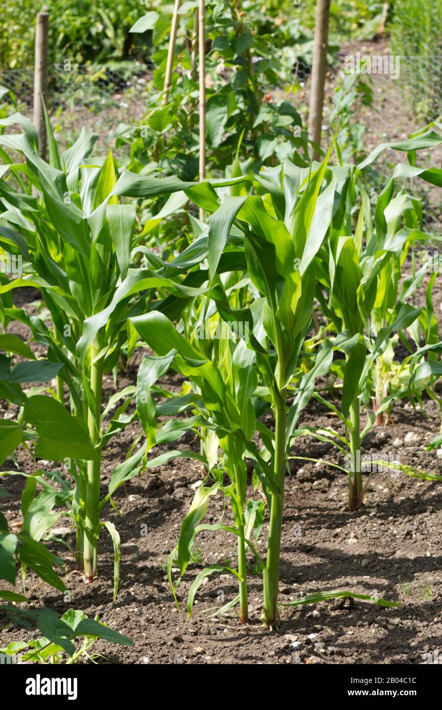Maize Zea mays, corn growing in the garden Stock Photo