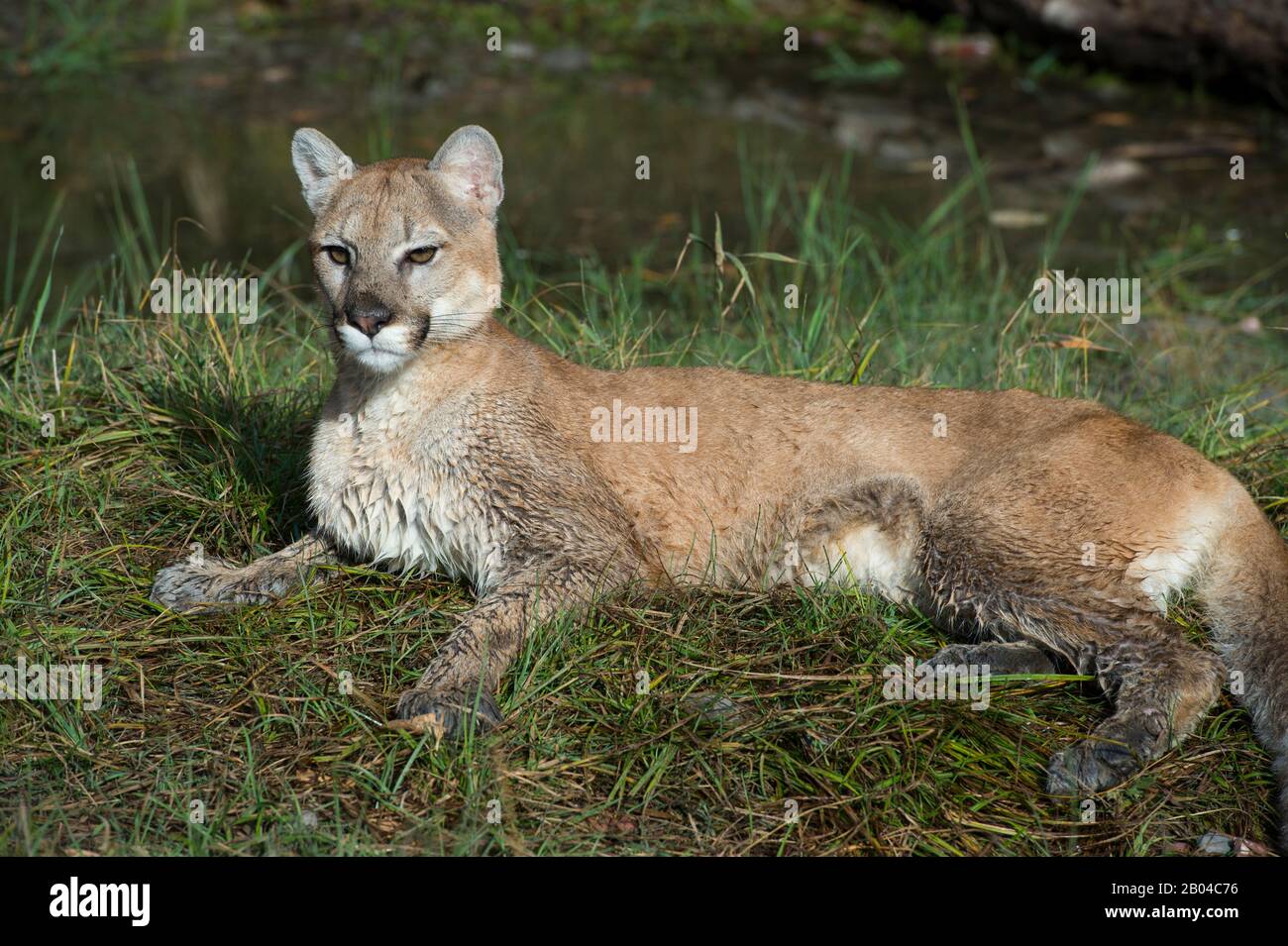 Young cougar (captive) laying in grass, Montana, United States. Stock Photo