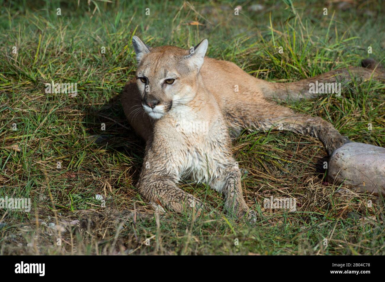 Young cougar (captive) laying in grass, Montana, United States. Stock Photo