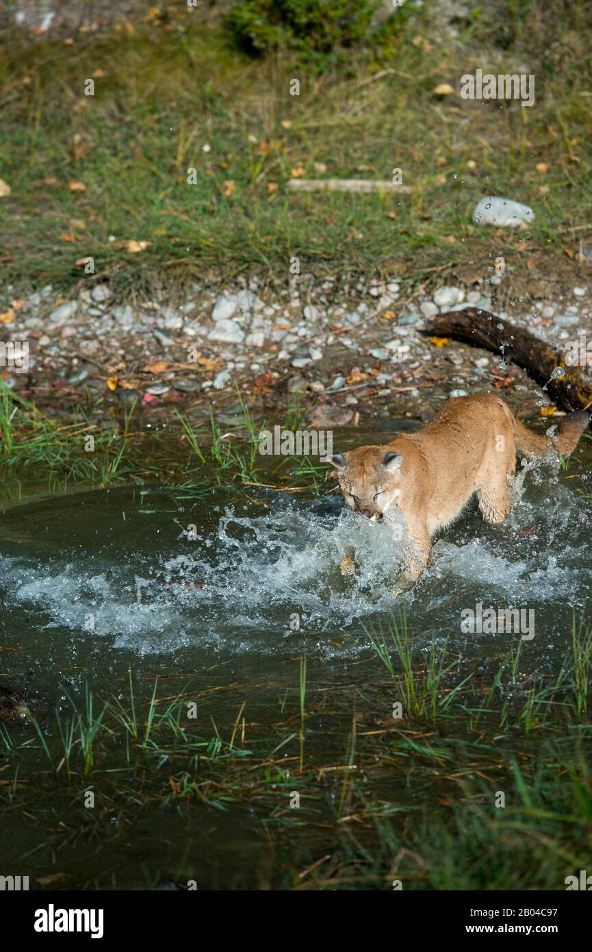 Young cougar (captive) playing in pond, Montana, United States. Stock Photo