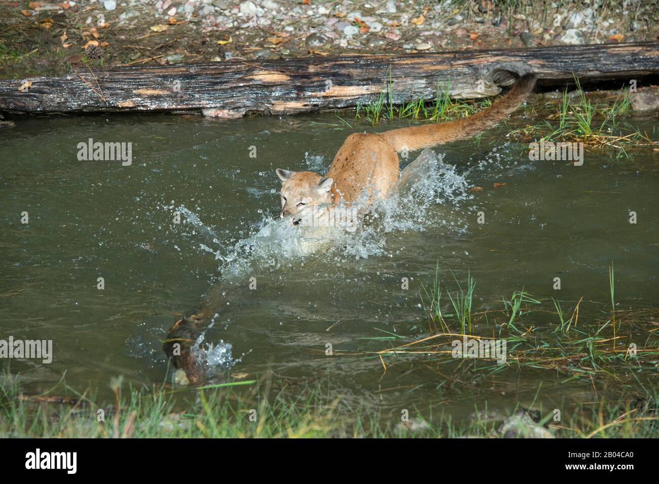 Young cougar (captive) playing in pond, Montana, United States Stock