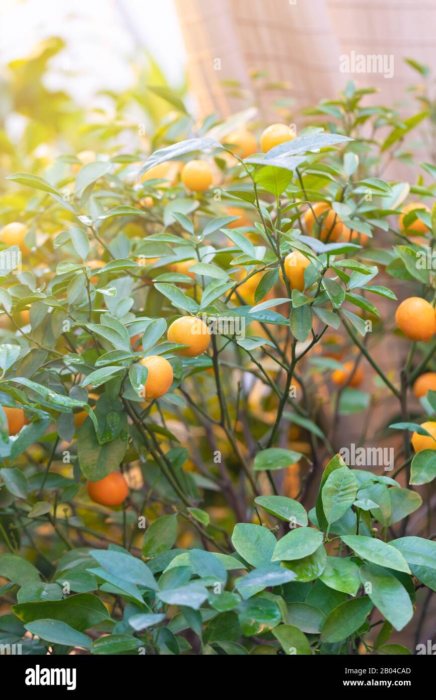 Tangerine Tree Ripe Tangerine tree with ripe fruits in the sunlight, harvest gardening ...