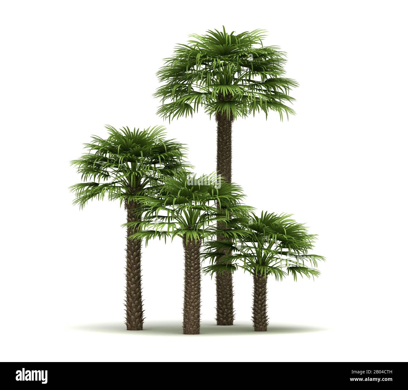 Chamaerops Palm Trees (isolated on white background) Stock Photo