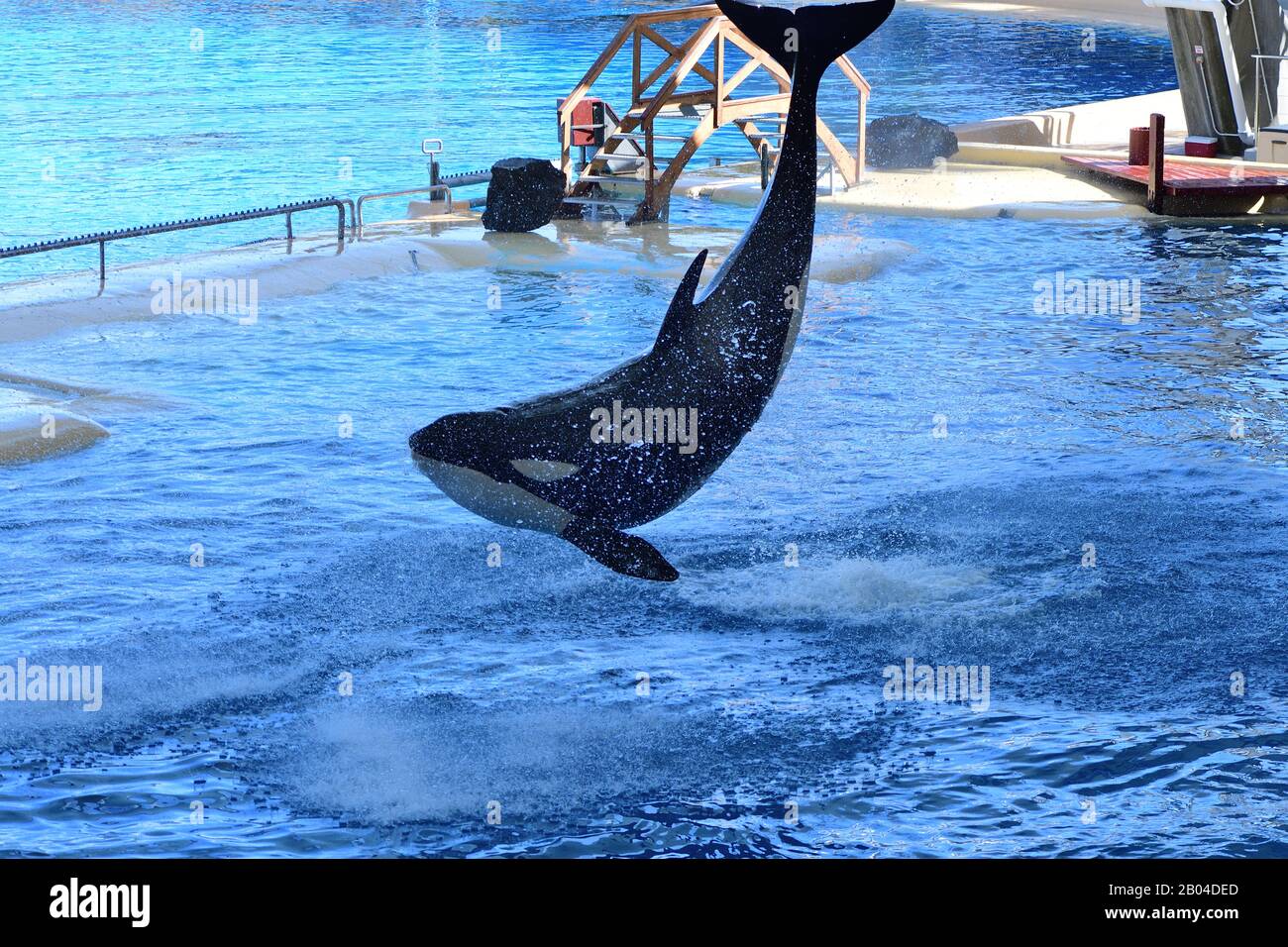 Portrait of a killer whale (orcinus orca) jumping out of the water at a ...