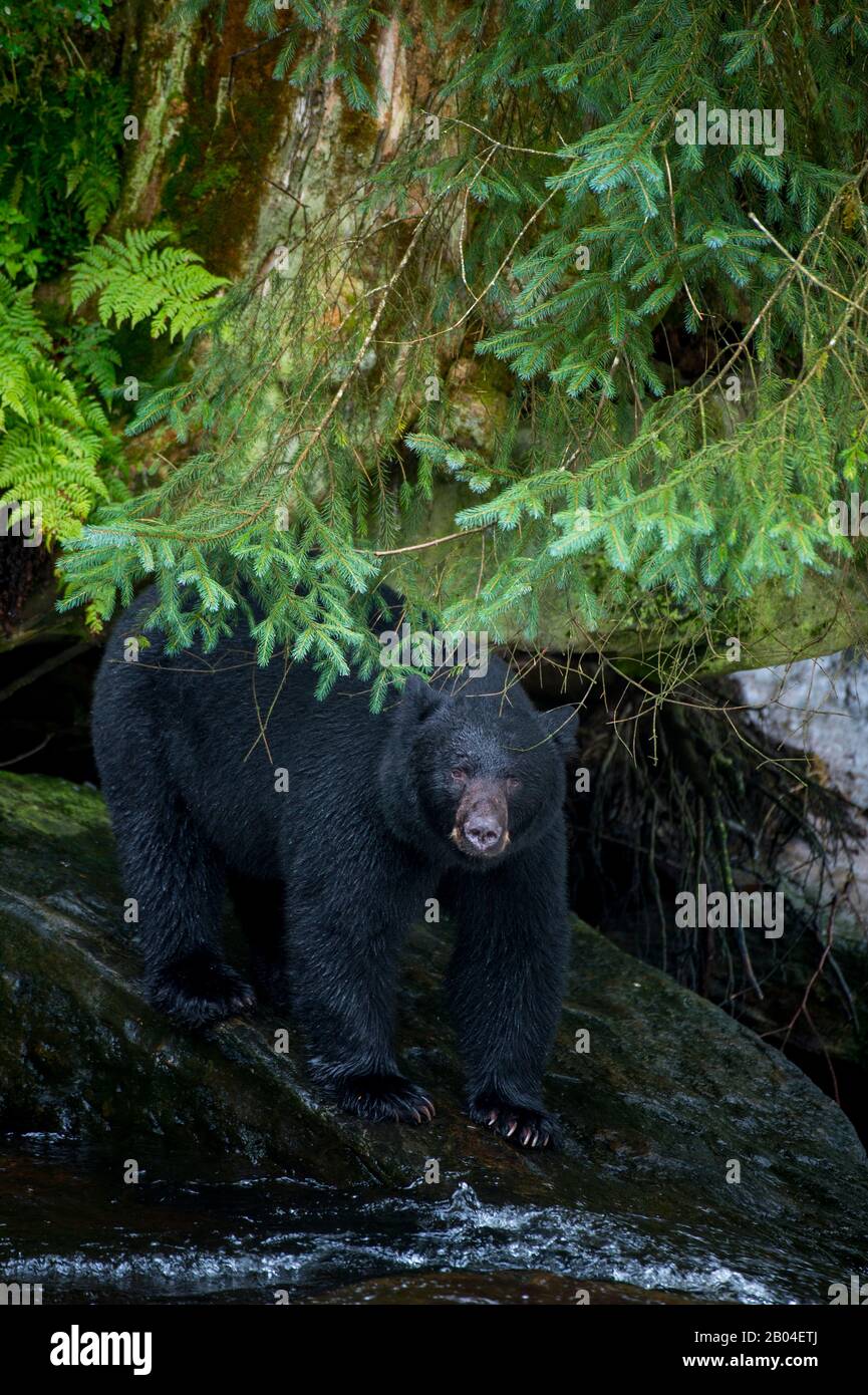 American black bear (Ursus americanus) looking for salmon at creek at