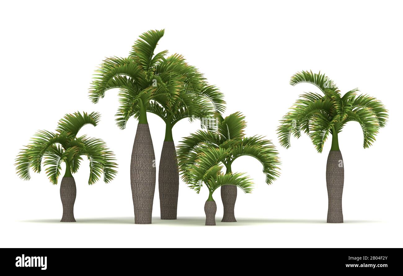 Bottle Palm Trees (isolated on white background) Stock Photo