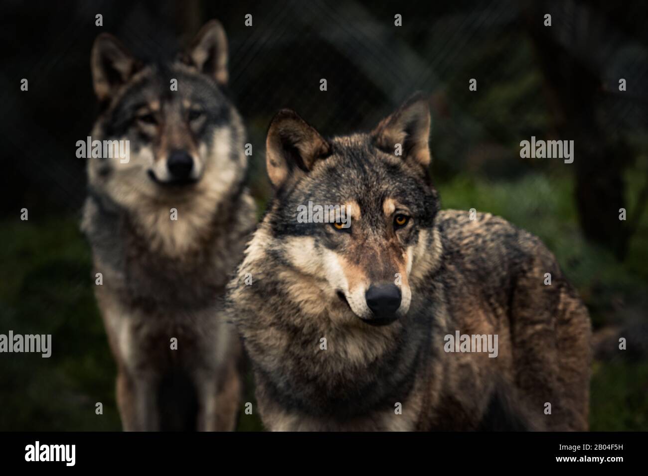 Wolves at Exmoor Zoo Stock Photo