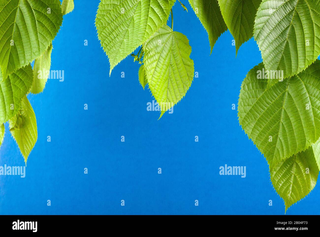 Blue sky background with young linden leaves Stock Photo