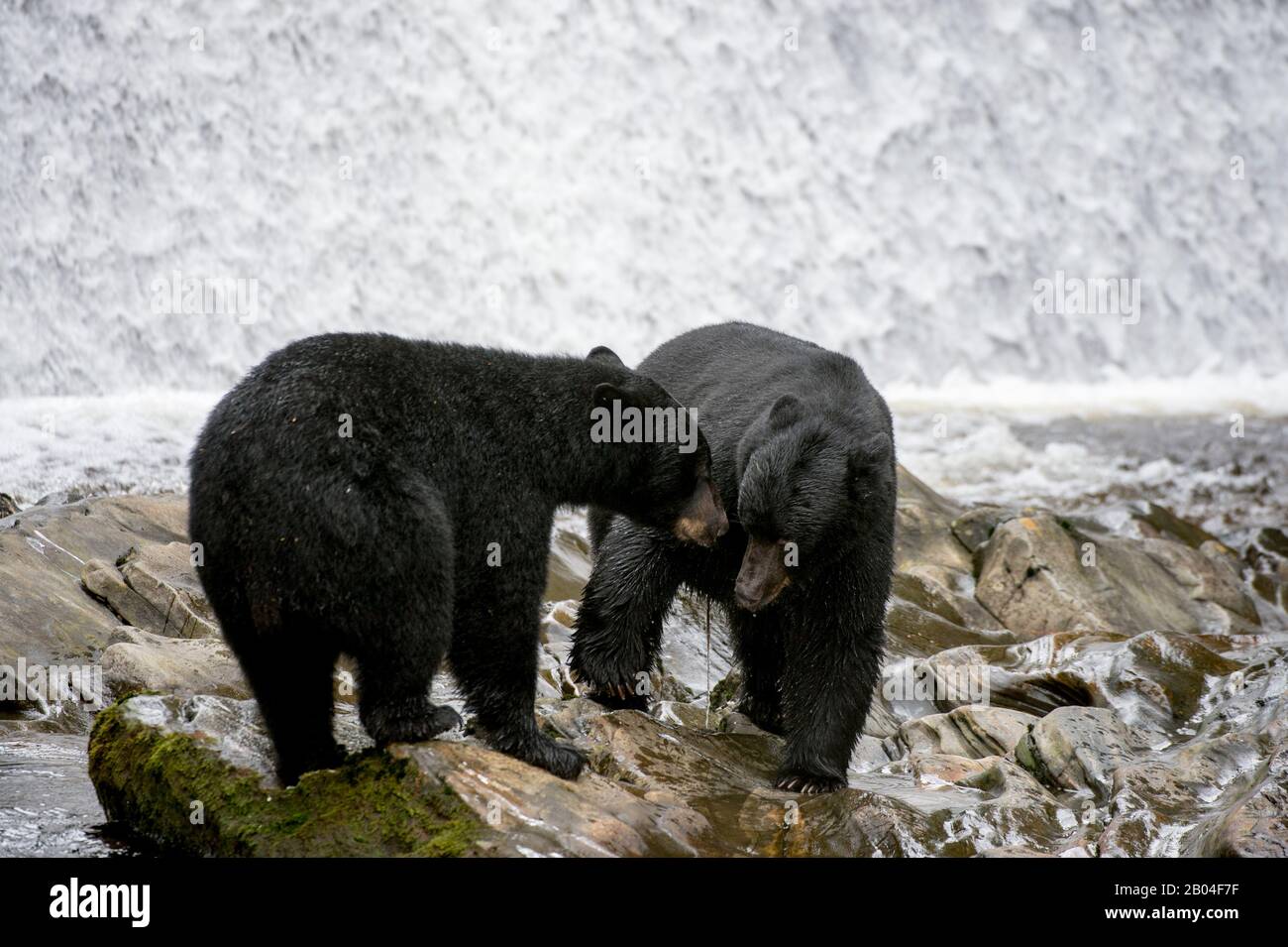 American black bears (Ursus americanus) at waterfall at Neets Bay fish