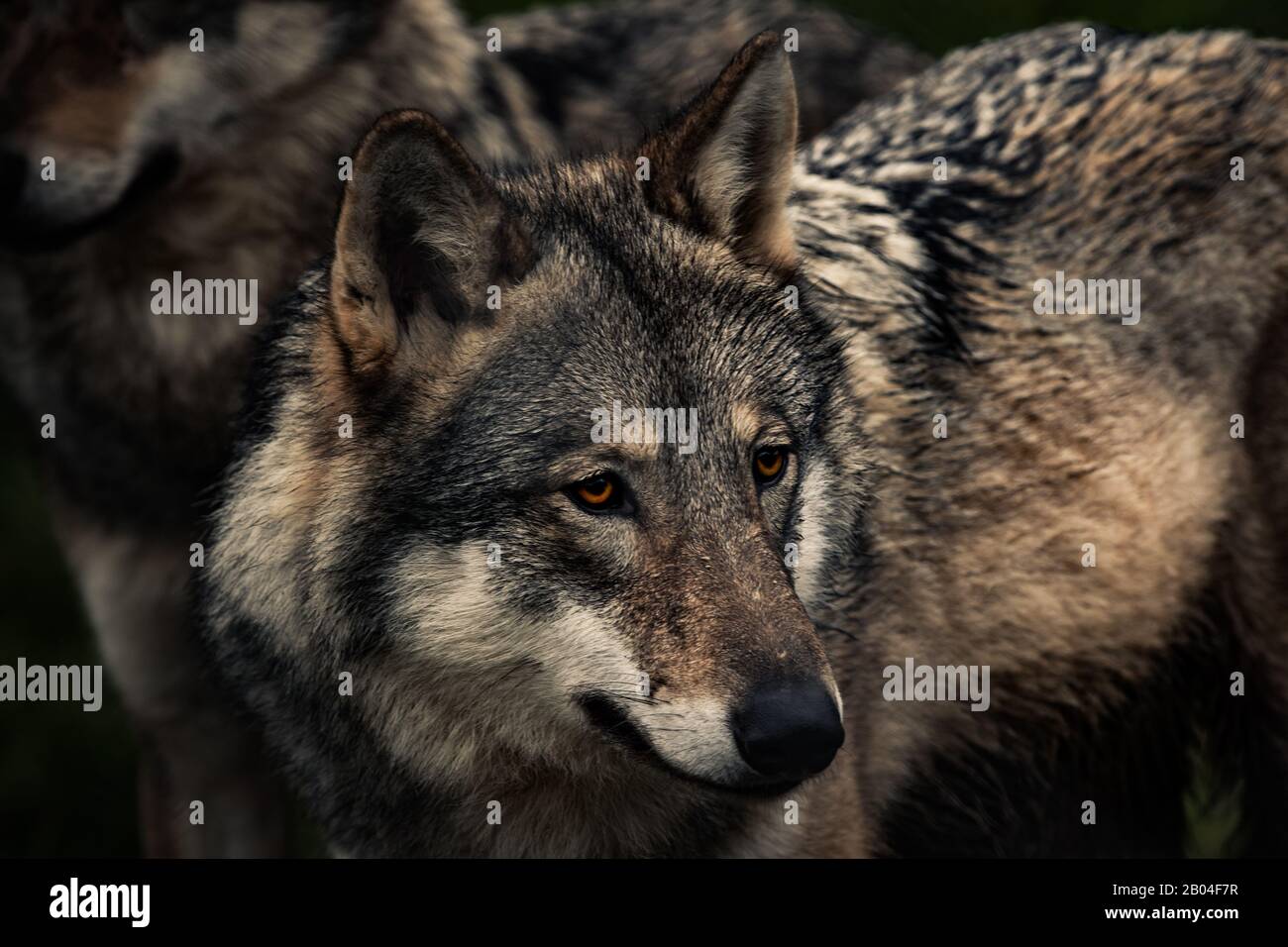 Wolves at Exmoor Zoo Stock Photo