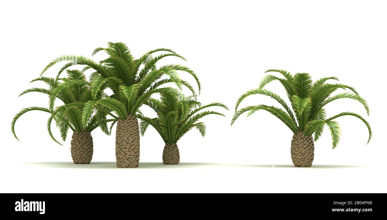 Canary Date Palm Trees (isolated on white background) Stock Photo