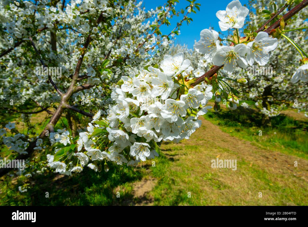 Spring blossom of cherry trees in orchard, fruit region Haspengouw in ...