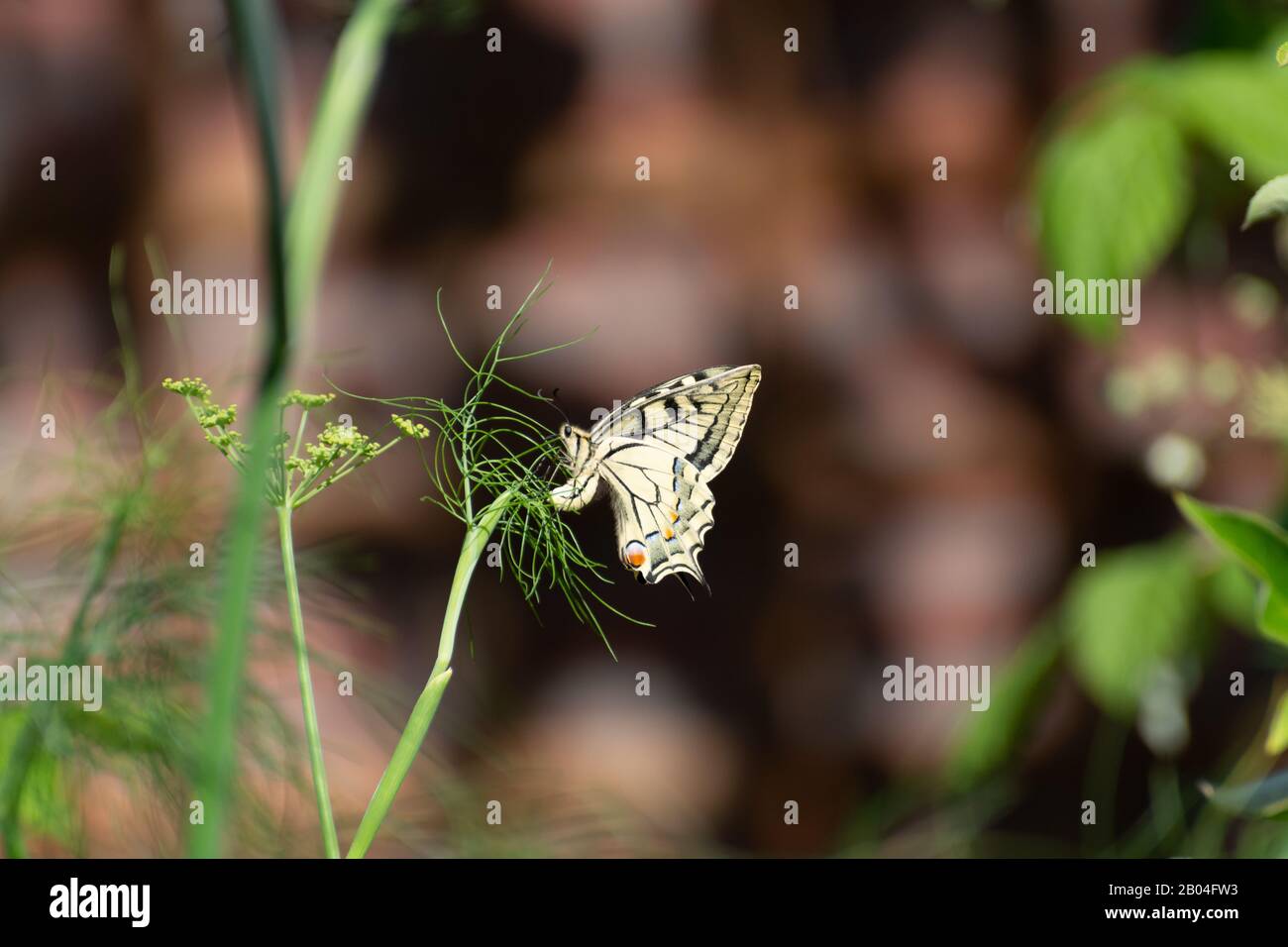 Colorful butterfly sitting on green fennel plant close up Stock Photo