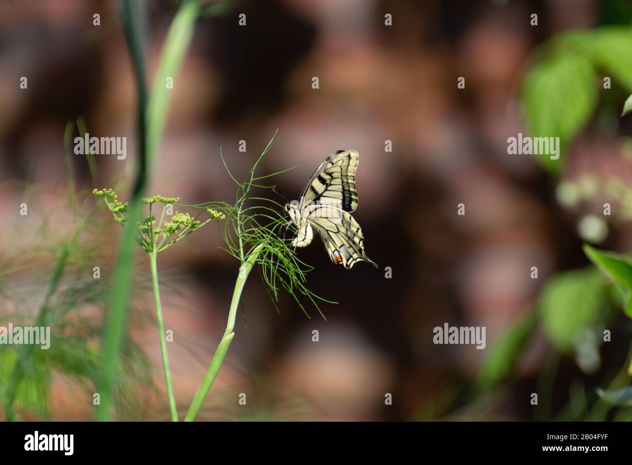 Colorful butterfly sitting on green fennel plant close up Stock Photo