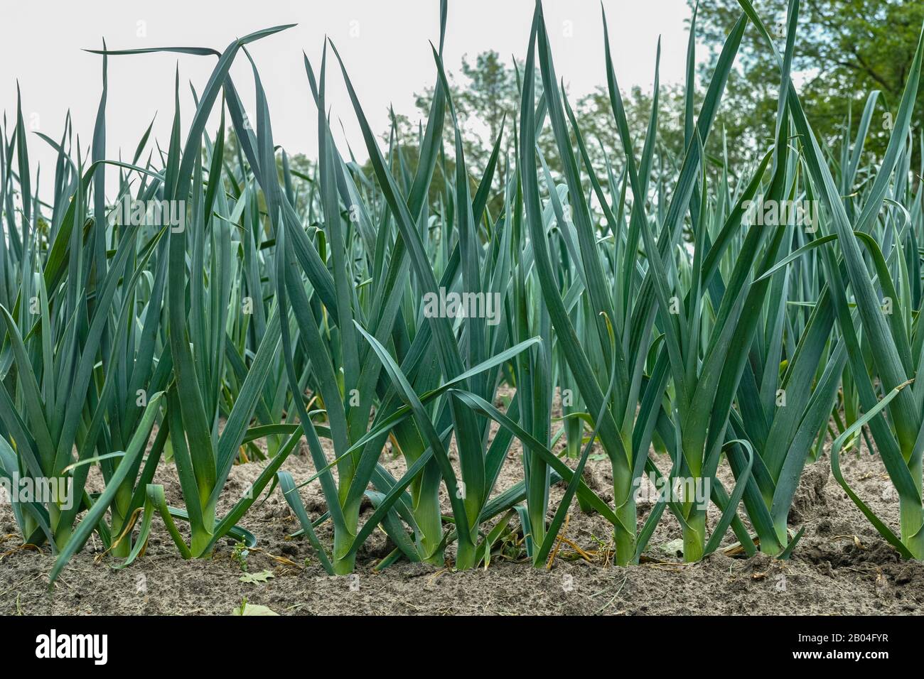 Green onion allium porrum vegetable hi-res stock photography and images ...
