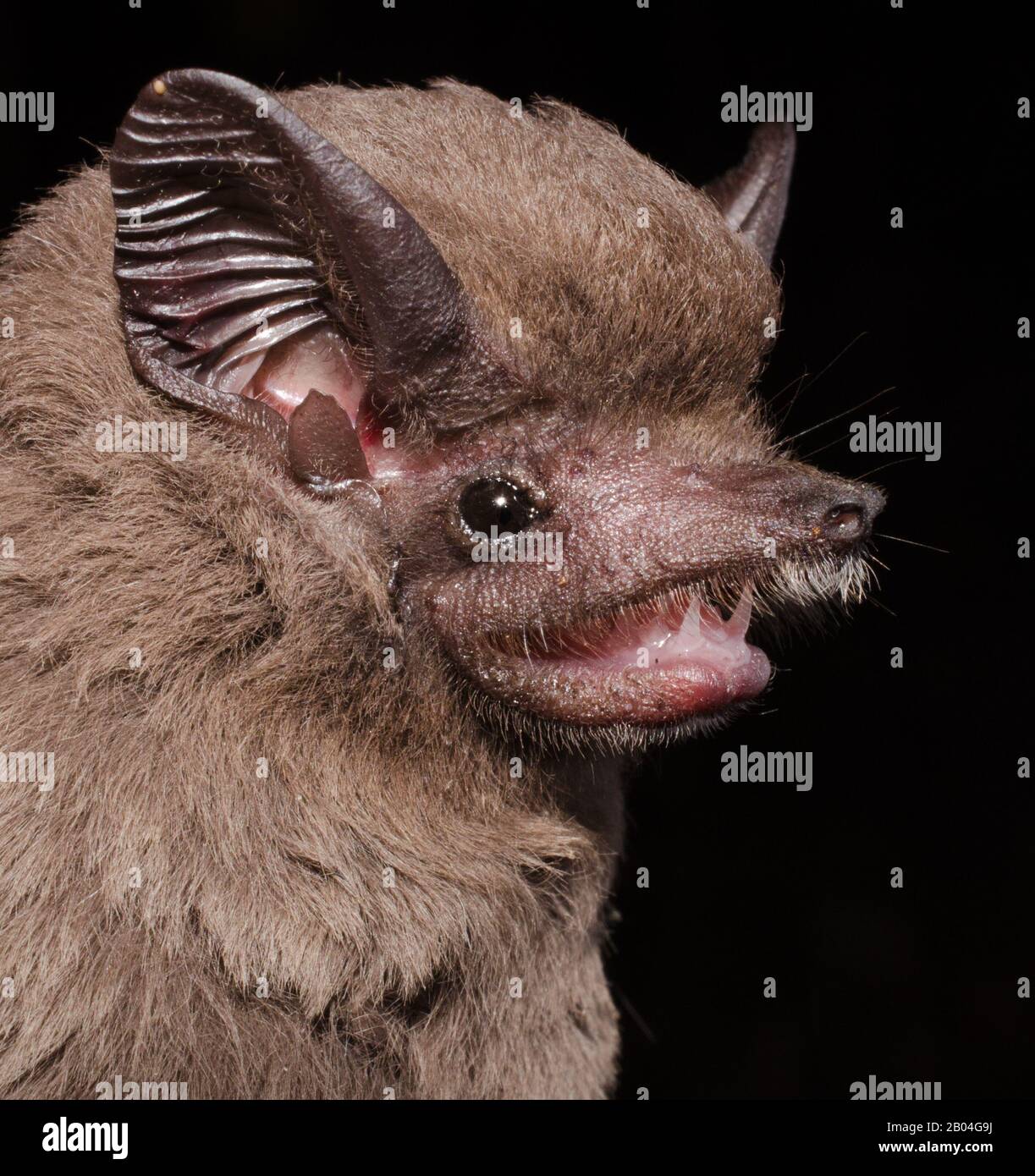 Porttrait of Brazilian bat The greater dog-like bat (Peropteryx kappleri) is a bat species from Central America and South America. Stock Photo