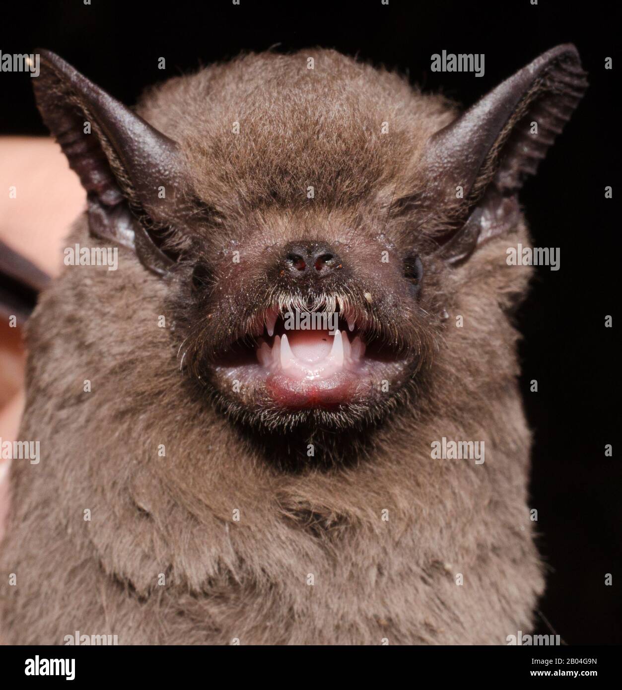 Porttrait of Brazilian bat The greater dog-like bat (Peropteryx kappleri) is a bat species from Central America and South America. Stock Photo