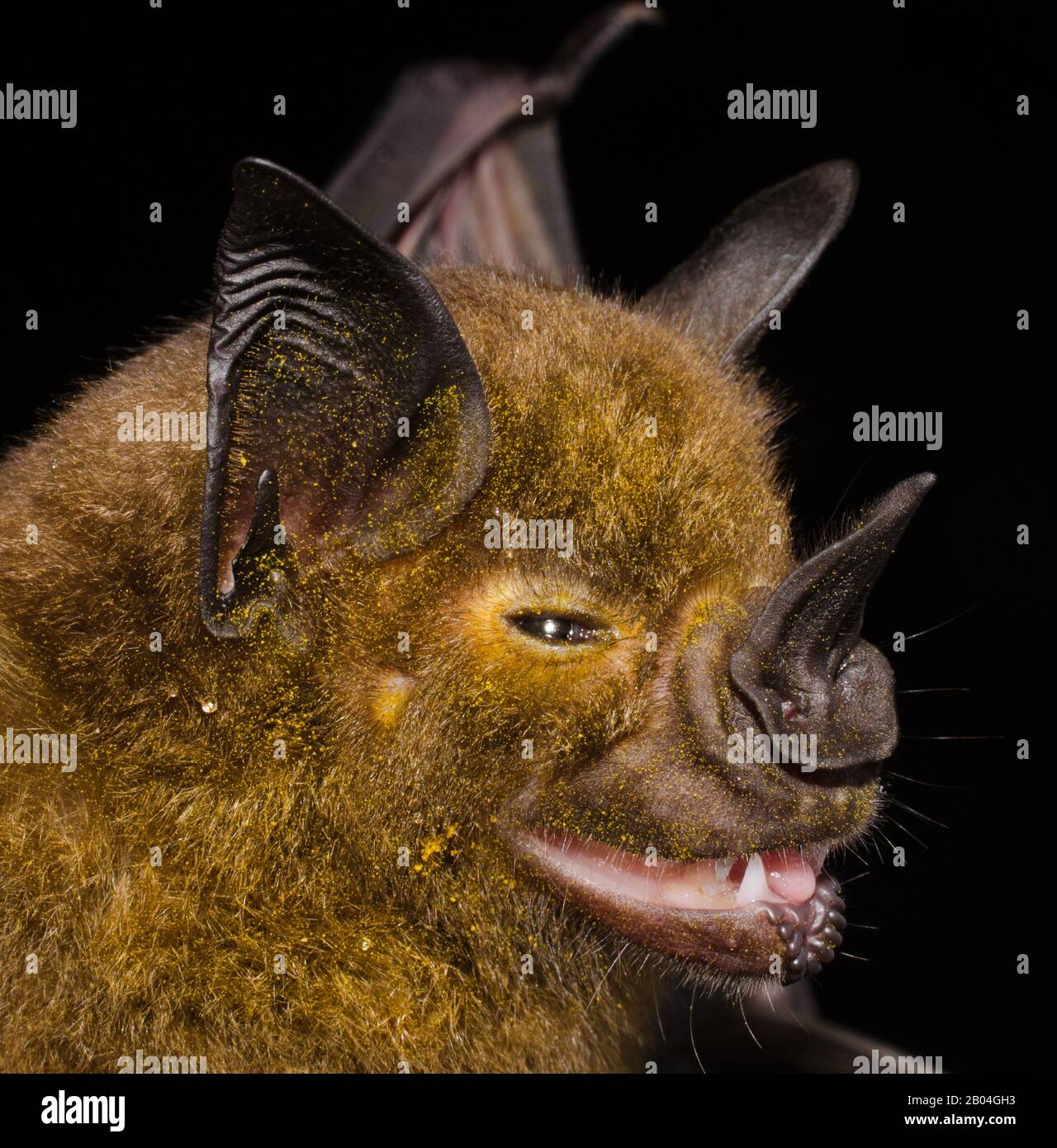 The greater spear-nosed bat (Phyllostomus hastatus) is a bat species of the family Phyllostomidae from South and Central America Stock Photo