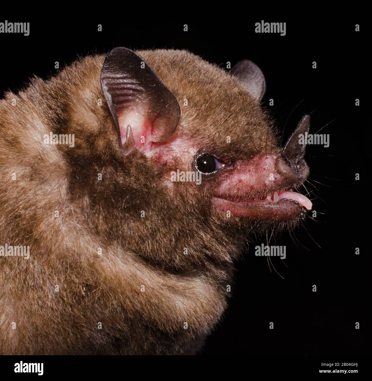 Pallas's long-tongued bat (Glossophaga soricina) is a South and Central American bat with a fast metabolism that feeds on nectar. Stock Photo