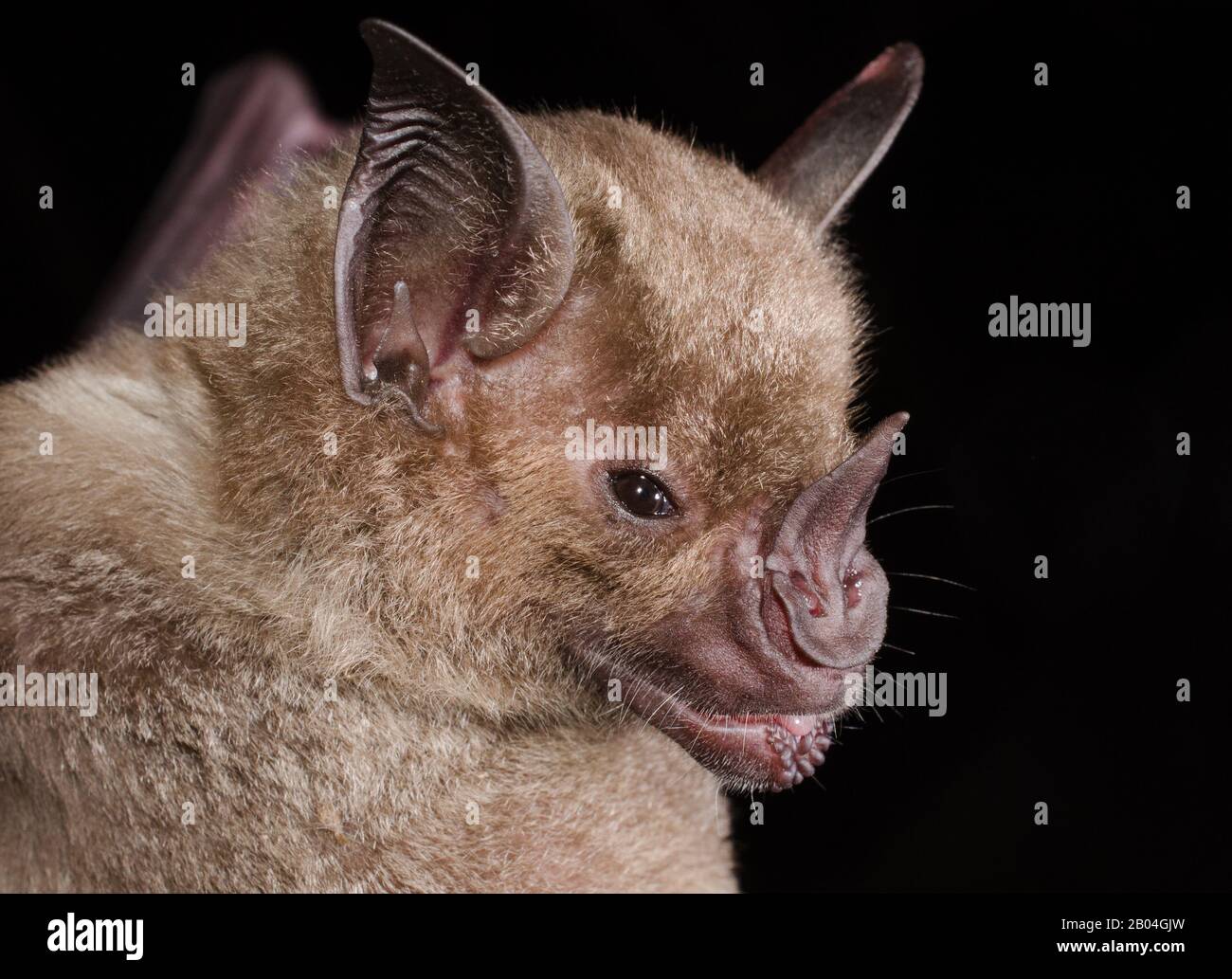 South american vampire bat hi-res stock photography and images - Alamy